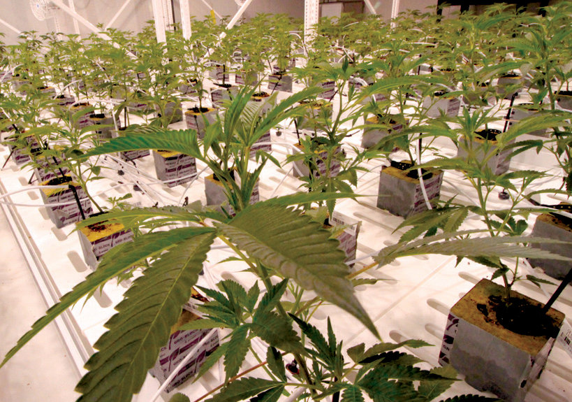 LOTS OF GREEN:  Rows of marijuana plants fill large rooms, waiting to be harvested. The facility is able to harvest five times a year.